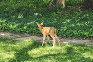 Port_Austin_Bed_and_Breakfast_Port_Austin_Michigan_Hotel_Image 15 - Port Austin Bed & Breakfast Fawn