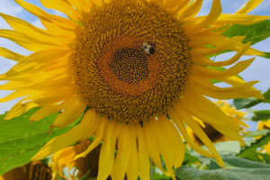 Port_Austin_Bed_and_Breakfast_Port_Austin_Michigan_Hotel_Image 18 - Port Austin Bed & Breakfast Sunflower with a Bee on it