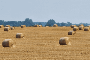 Port_Austin_Bed_and_Breakfast_Port_Austin_Michigan_Hotel_Image 9 - Port Austin Bed & Breakfast Bails of Hay in the fields