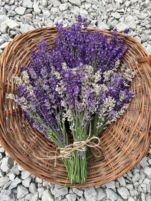 A bouquet of Lavender